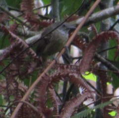 Thamnophilus atrinucha