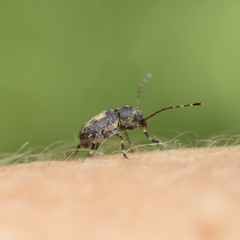 Piesocorynus plagifer