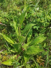 Picris japonica kamtschatica
