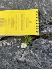 Erigeron philadelphicus provancheri