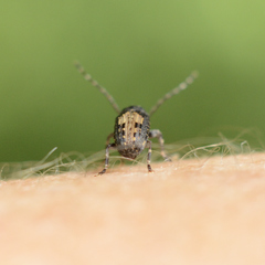 Piesocorynus plagifer