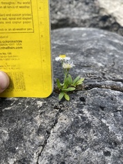 Erigeron philadelphicus provancheri