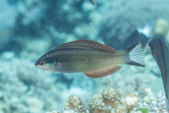 Pseudocoris heteropterus