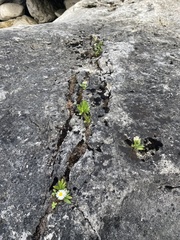 Erigeron philadelphicus provancheri