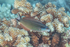 Pseudocoris heteropterus