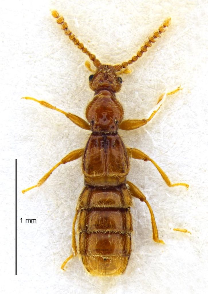 Sagola chandleri
