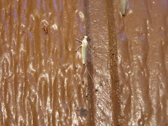 Maccaffertium mediopunctatum