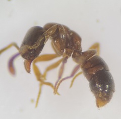 Hypoponera opacior