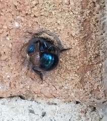 Osmia ribifloris ribifloris