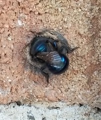 Osmia ribifloris ribifloris