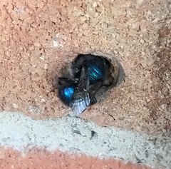 Osmia ribifloris ribifloris