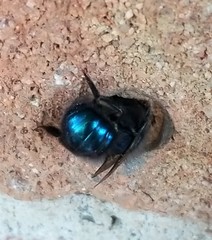 Osmia ribifloris ribifloris