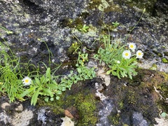 Erigeron philadelphicus provancheri