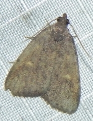 Idia diminuendis