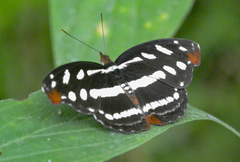 Catonephele mexicana