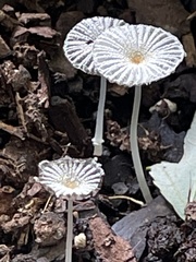 Narcissea patouillardii