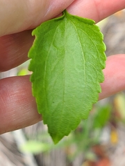Ageratum maritimum