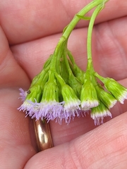 Ageratum maritimum