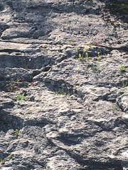 Erigeron philadelphicus provancheri