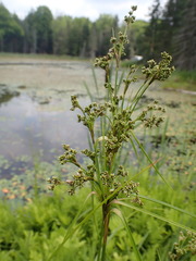 Scirpus atrocinctus