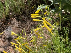 Penstemon pinifolius