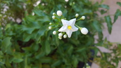 Solanum laxum