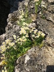 Erigeron philadelphicus provancheri