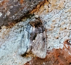 Chytonix palliatricula