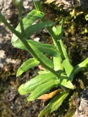 Erigeron philadelphicus provancheri