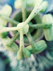 Passifloraceae