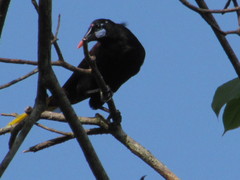 Psarocolius guatimozinus