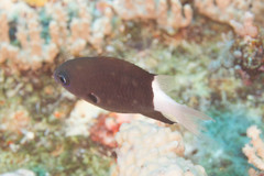Pycnochromis margaritifer