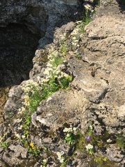 Erigeron philadelphicus provancheri