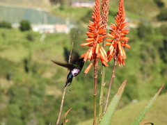 Coeligena helianthea