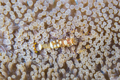 Ancylocaris brevicarpalis