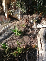 Aloiampelos commixta