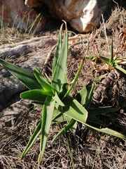 Aloiampelos commixta