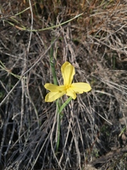 Moraea collina