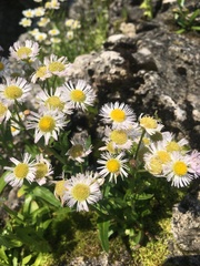 Erigeron philadelphicus provancheri