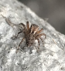 Mexigonus morosus