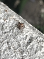 Mexigonus morosus