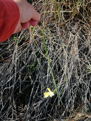 Moraea collina