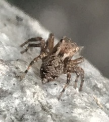 Mexigonus morosus