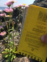 Erigeron philadelphicus provancheri