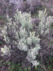 Castilleja grisea