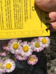 Erigeron philadelphicus provancheri