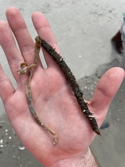 Diopatra cuprea