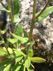 Erigeron philadelphicus provancheri