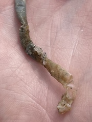 Diopatra cuprea