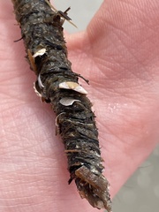Diopatra cuprea